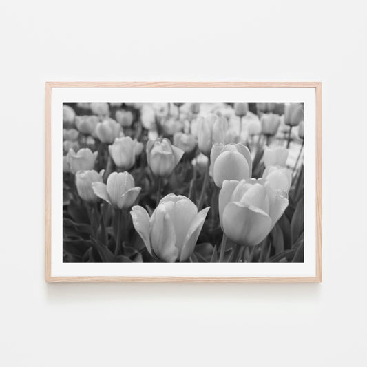 Tulips (Landscape)