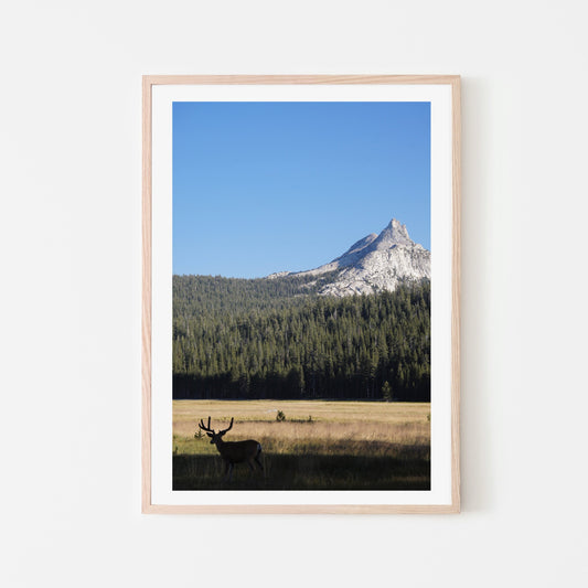 Yosemite: Tuolumne Buck