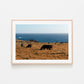 Big Sur: Happy Cows