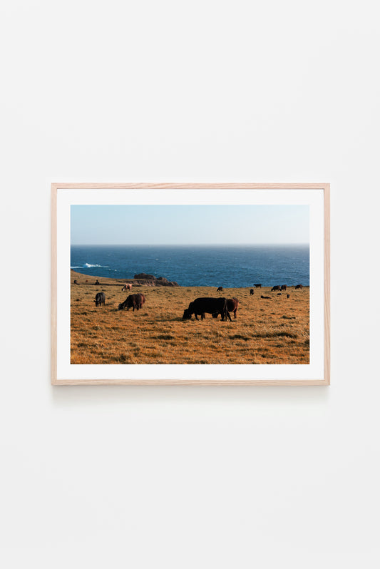 Big Sur: Happy Cows