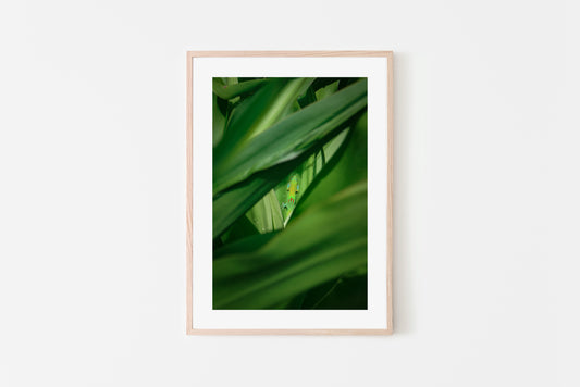 Hawaii: Gecko