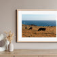 Big Sur: Happy Cows