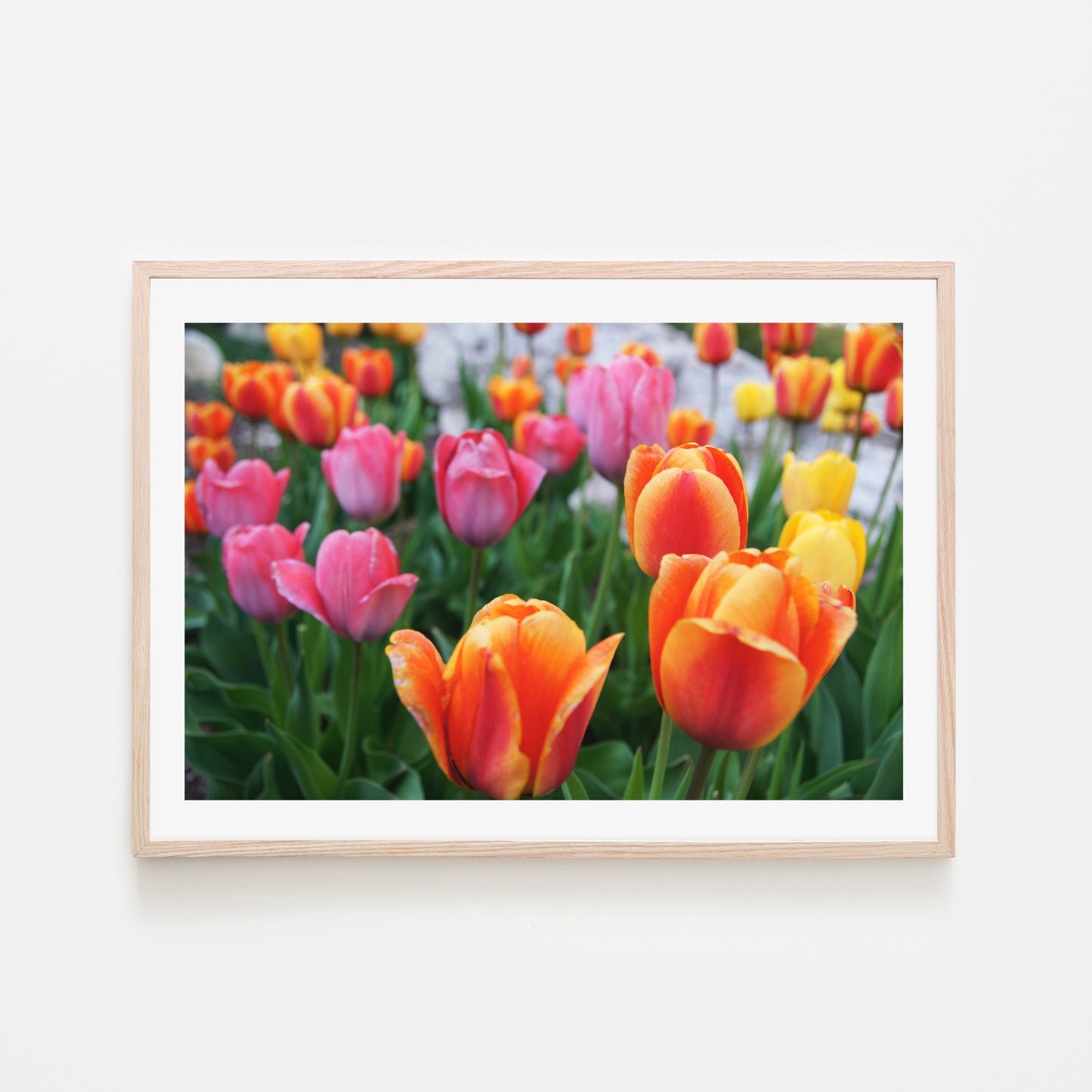 Tulips (Landscape)